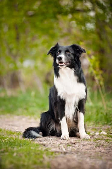 Big Collie Dog