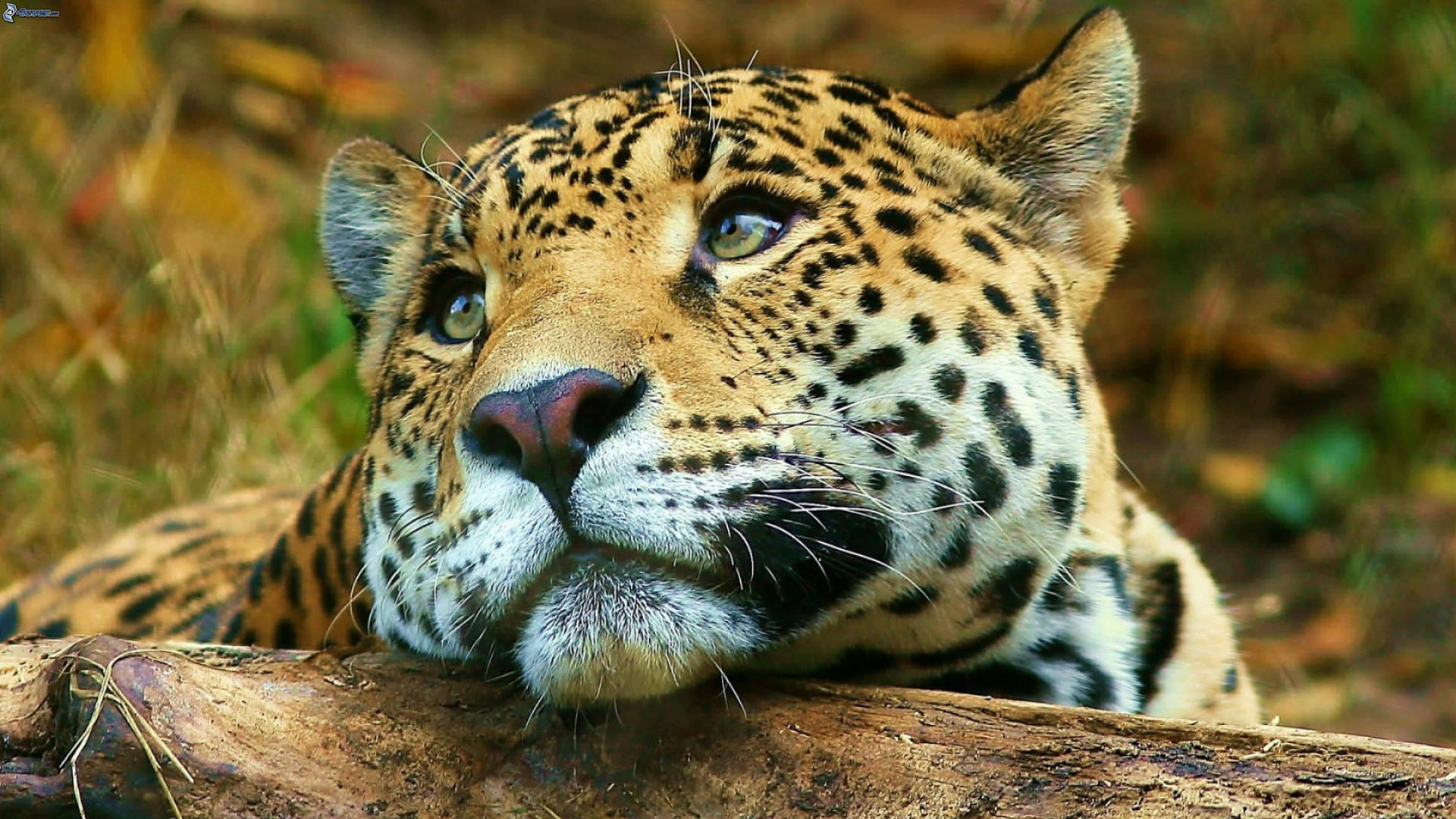 Big Cute Cat Hd Jaguar Background