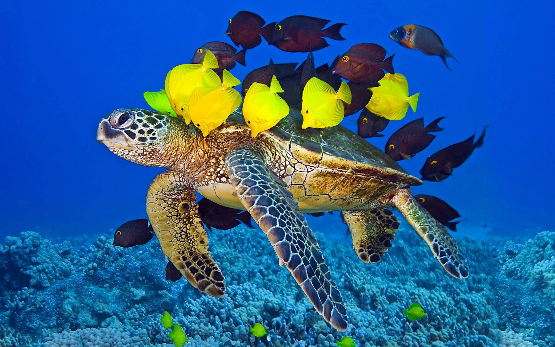 Big Cute Turtle With Fishes Background