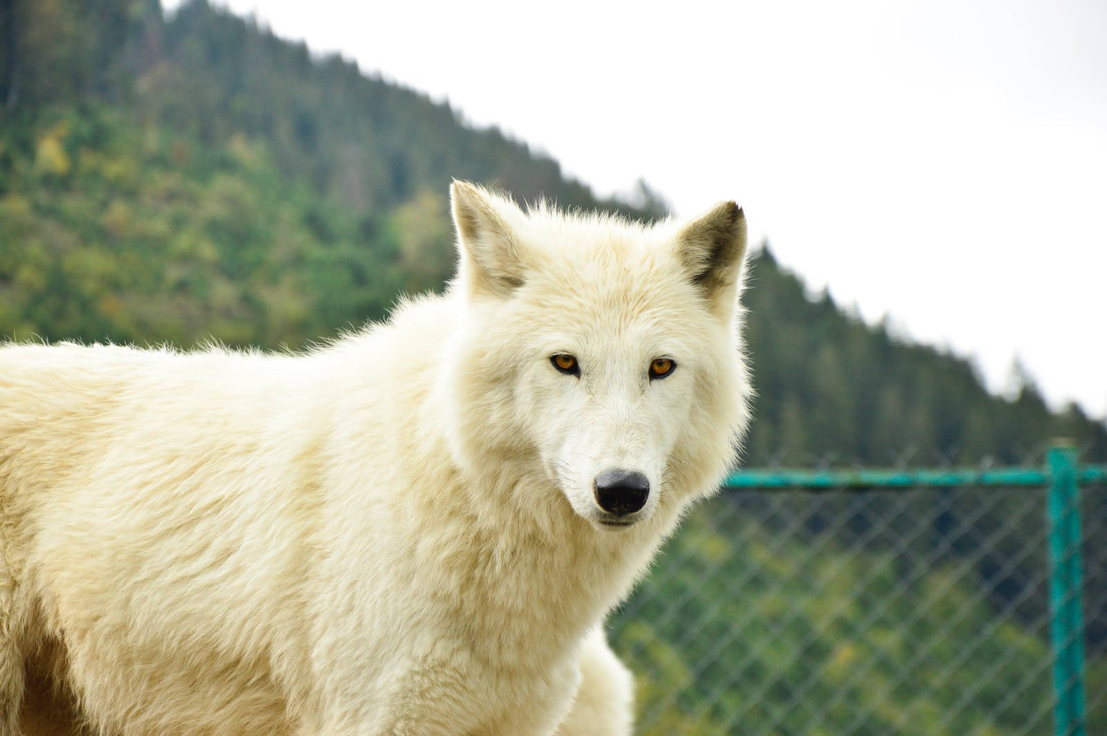 Big Cute Wolf On Fenced Ground Background