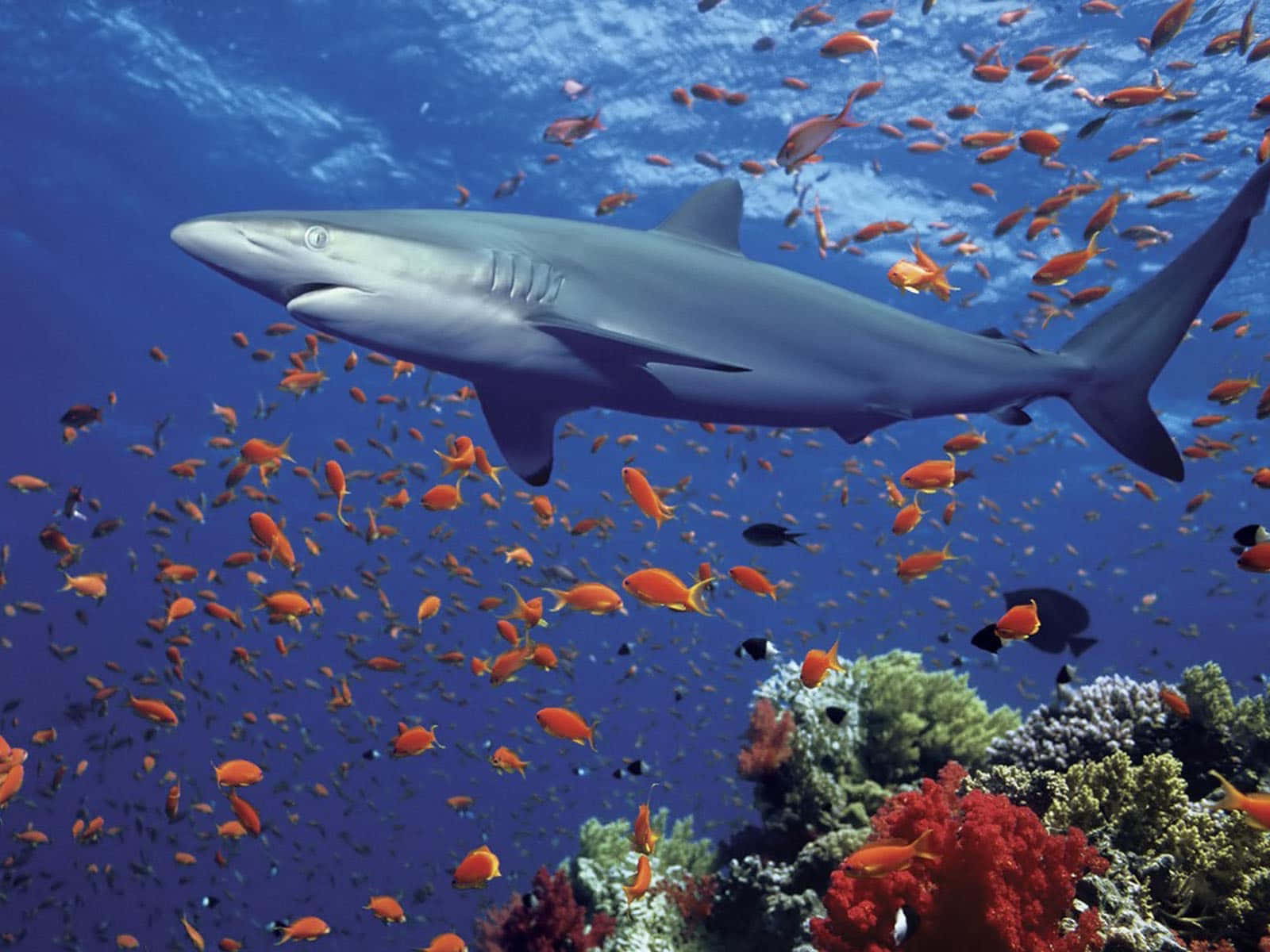 Big Deep Blue Sea Black Shark Background