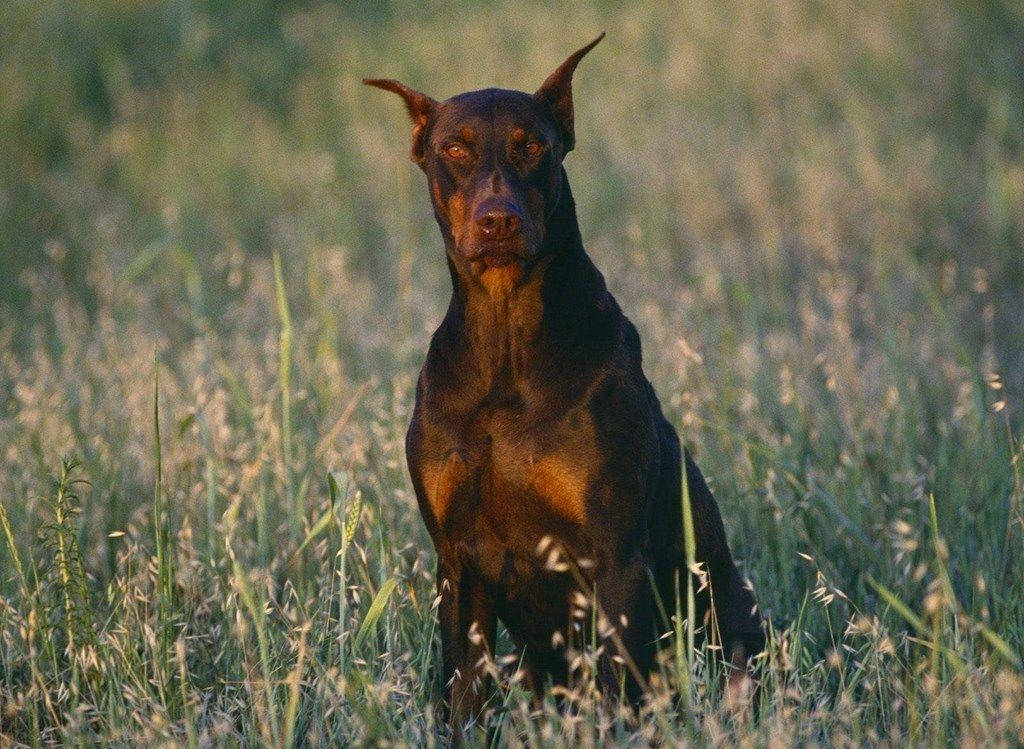 Big Doberman Dog Background