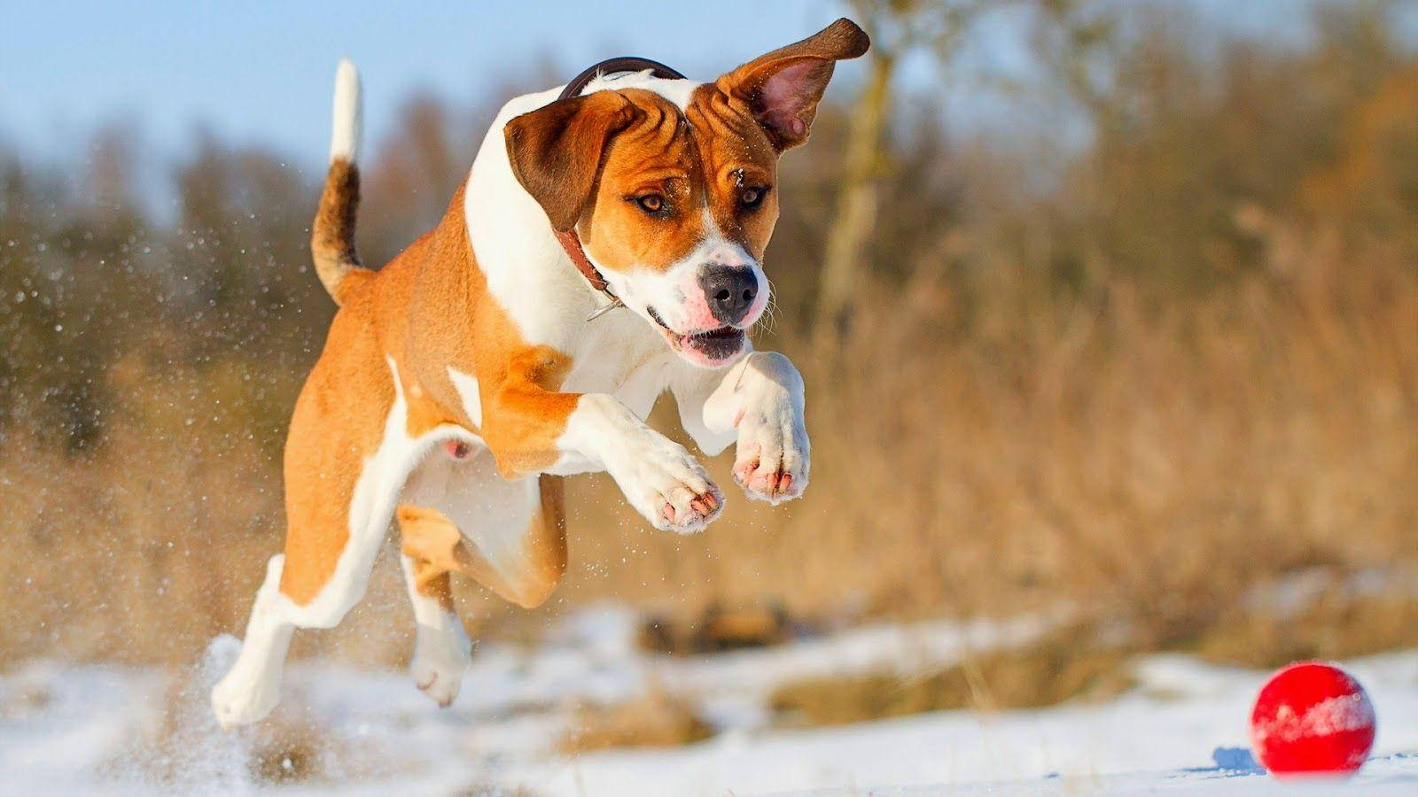 Big Dog Catches Ball Background