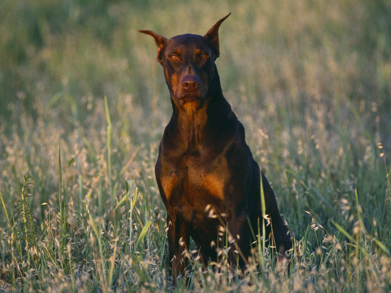 Big Dog Doberman Pinscher Background