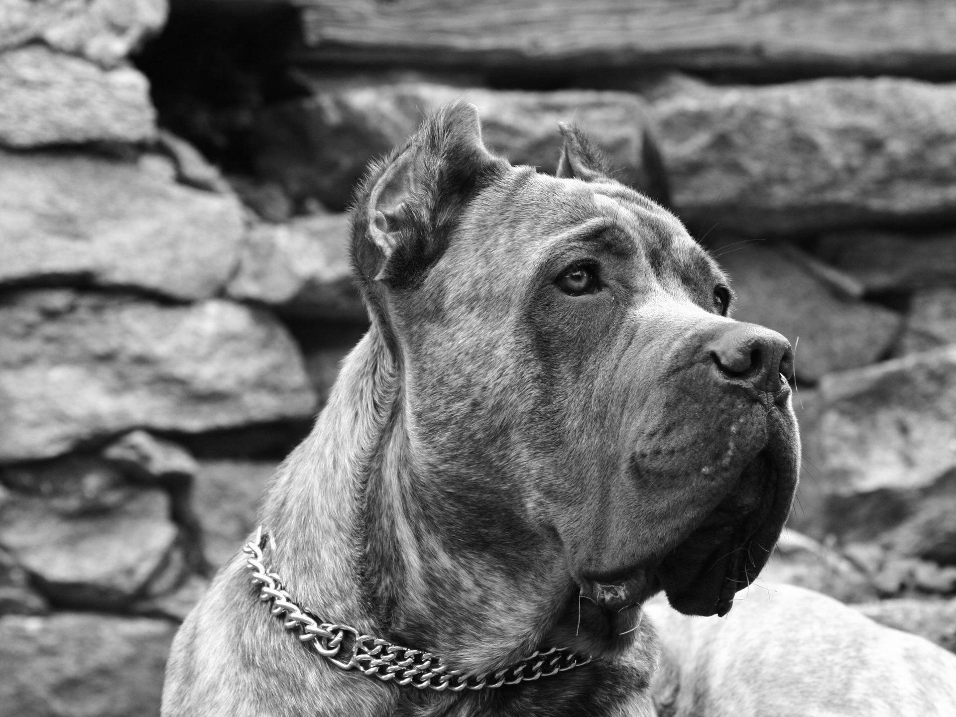 Big Dog In B&w Background