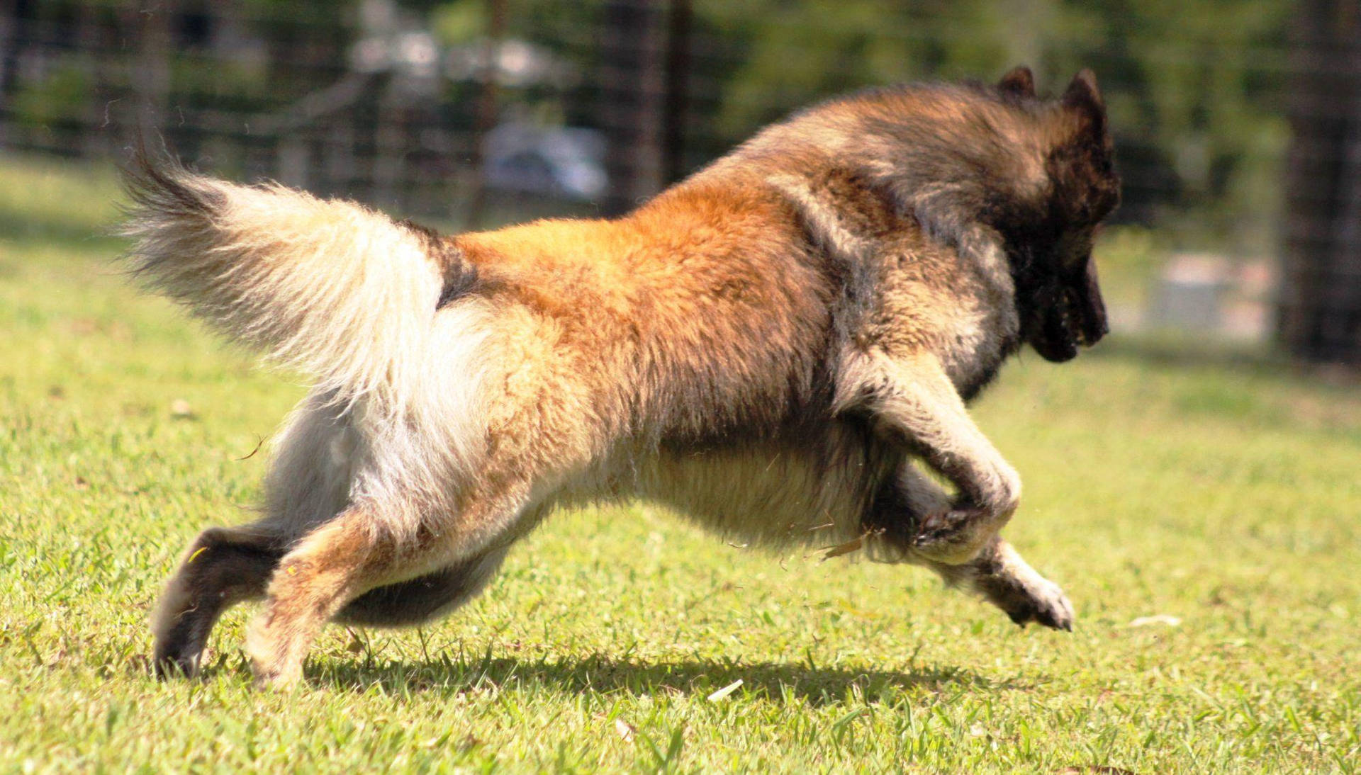 Big Dog Leaps Background