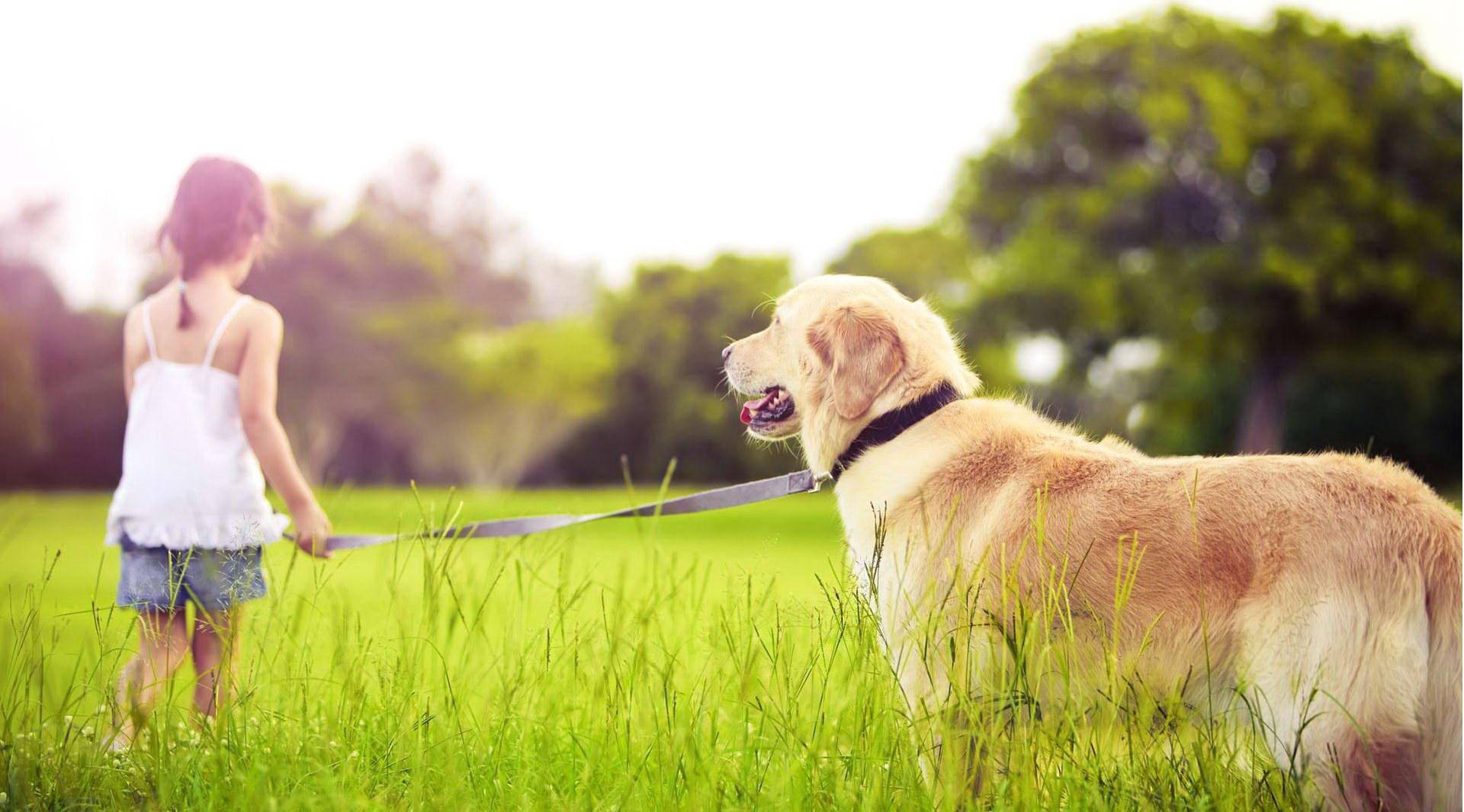 Big Dog Playing With Kid Background