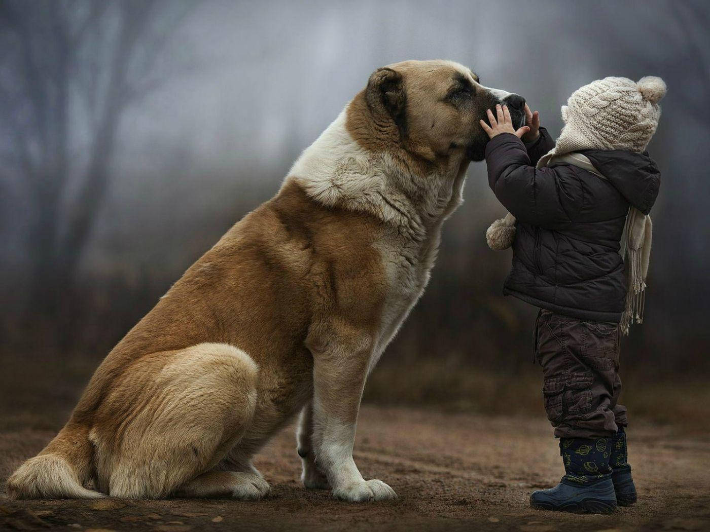 Big Dog With Kid Background