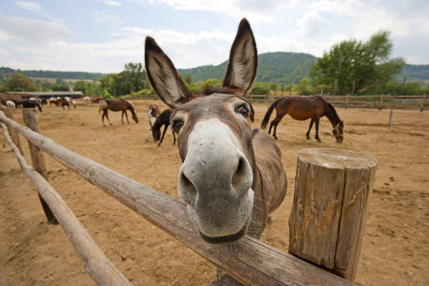 Big Donkey Nose Background