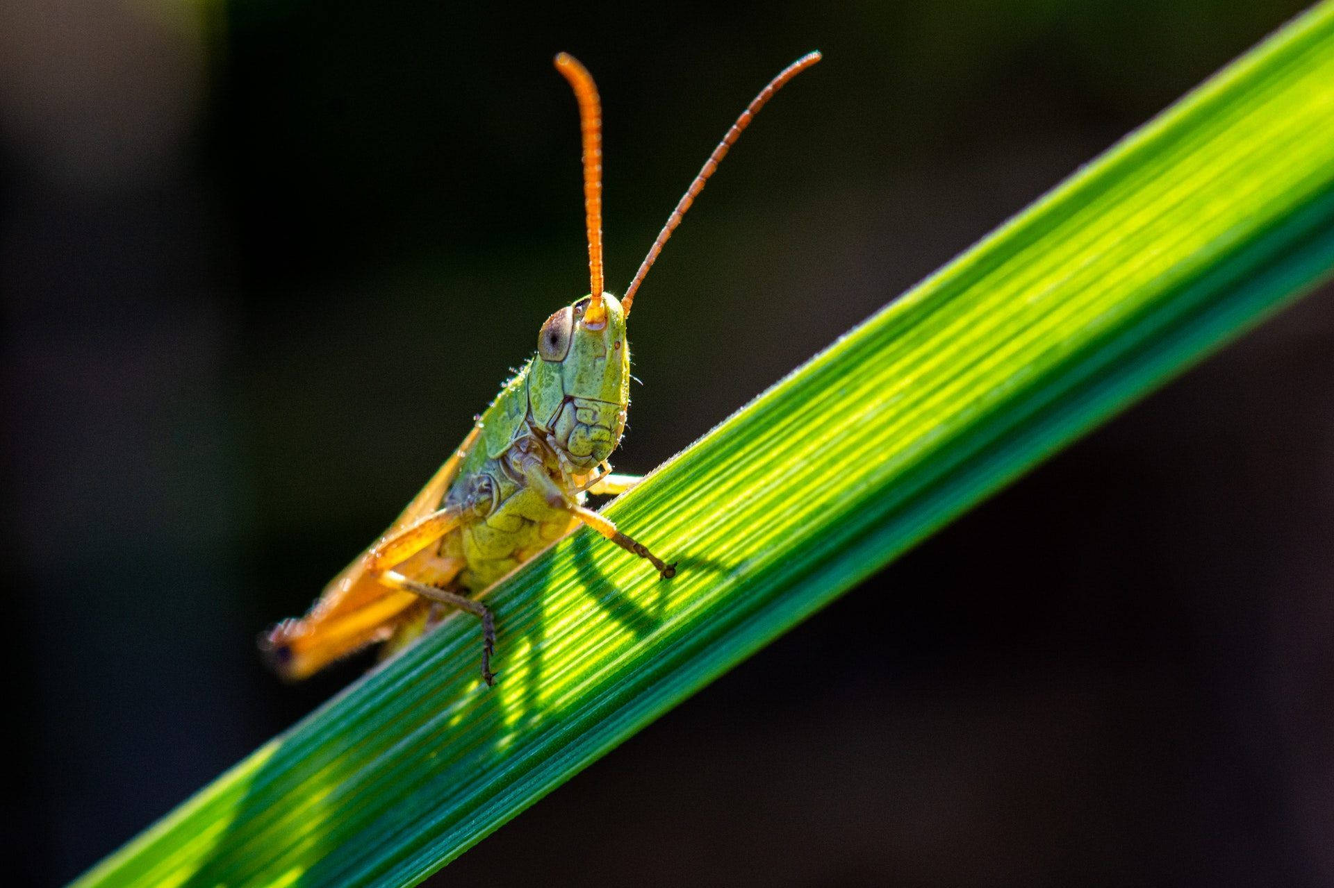 Big-eyed Grasshopper Background