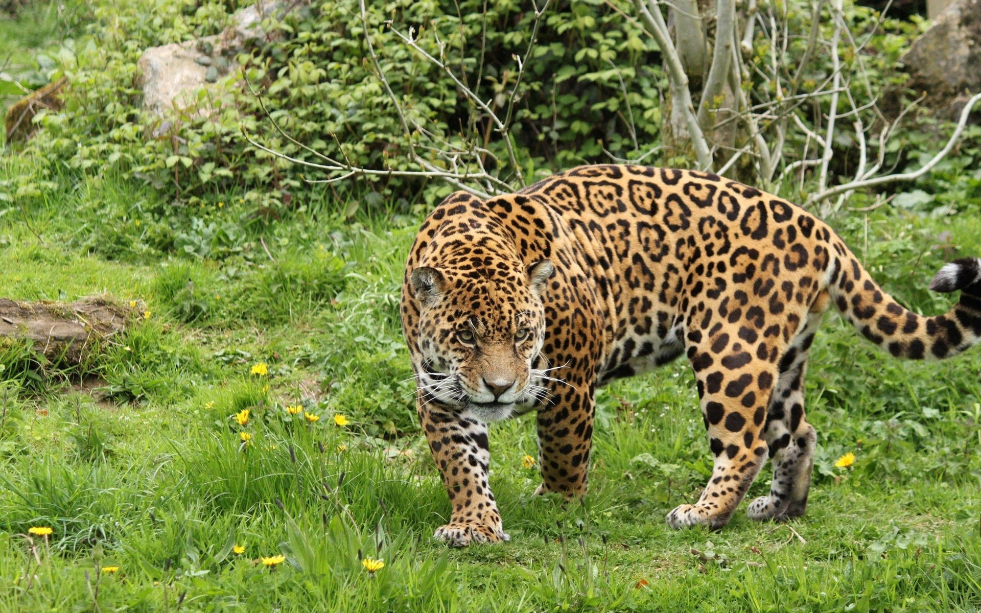 Big Fat Leopard On Grass Background