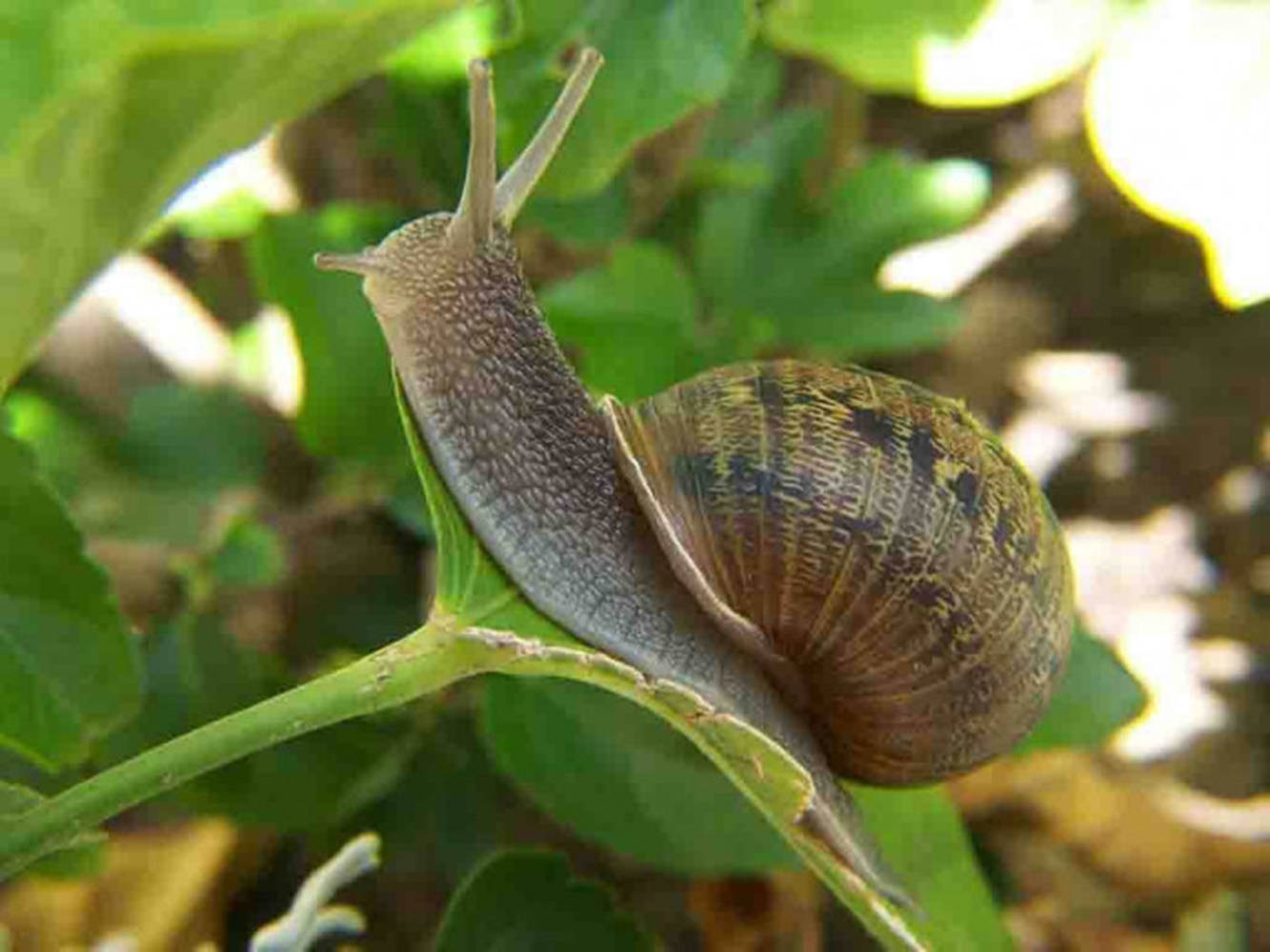 Big Fat Snail Background