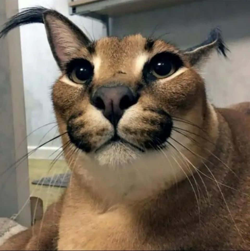 Big Floppa Caracal Close Up Background