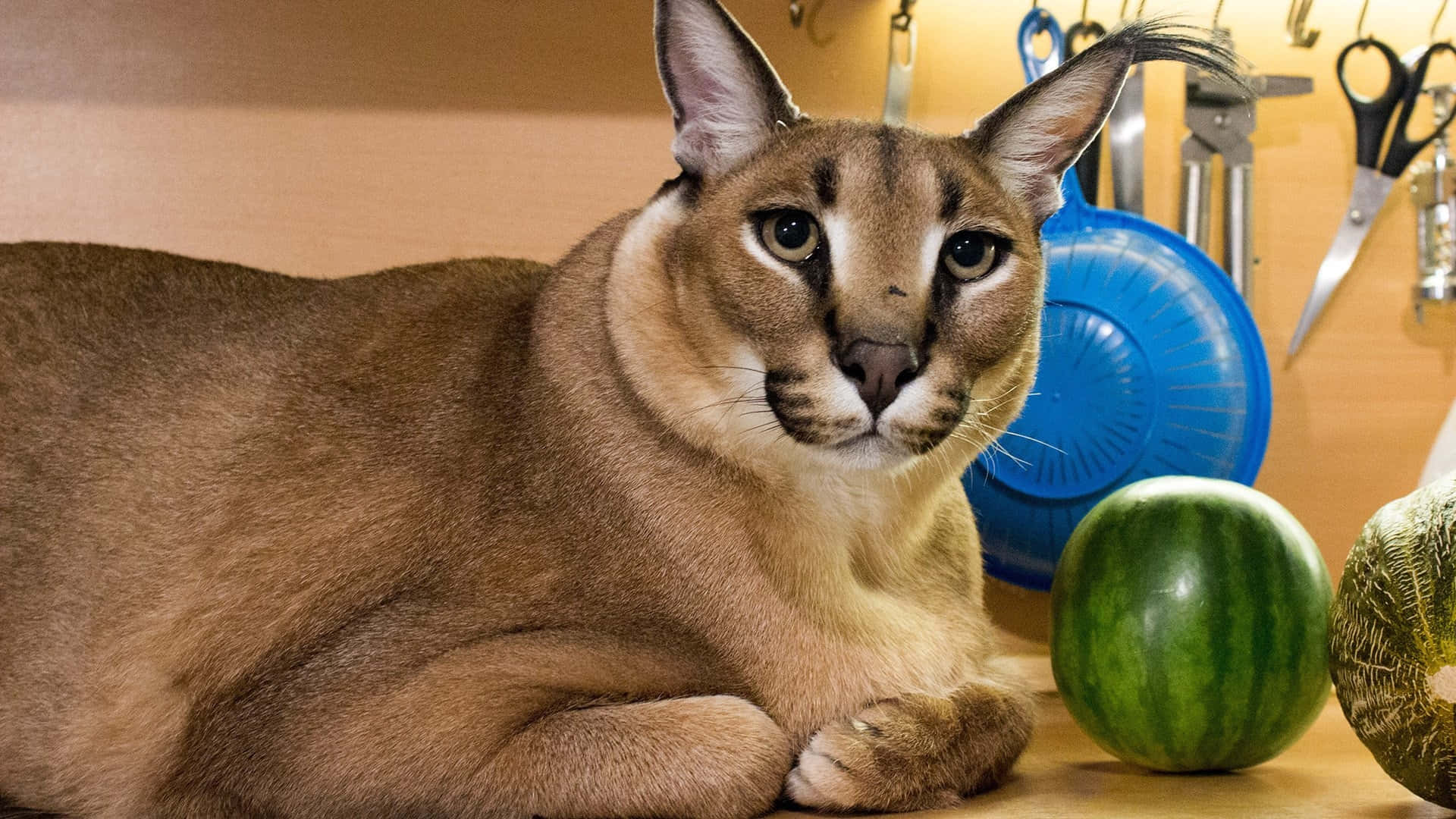 Big Floppa Caracal With Fruit Background