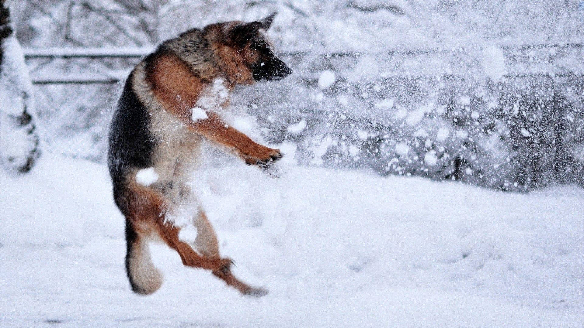 Big German Shepherd Dog Background