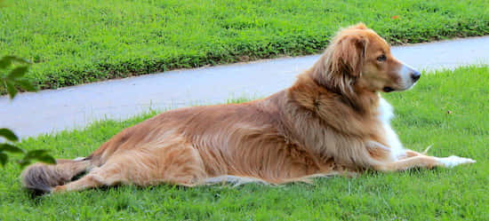 Big Golden Retriever Dog