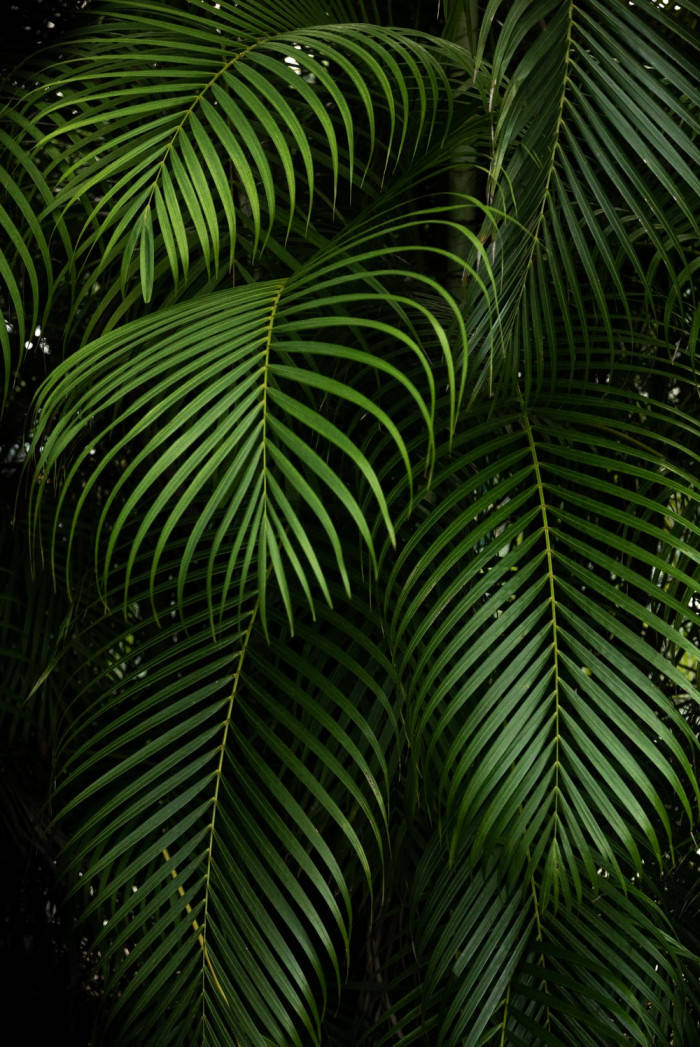 Big Green Leaves Aesthetic Phone Background