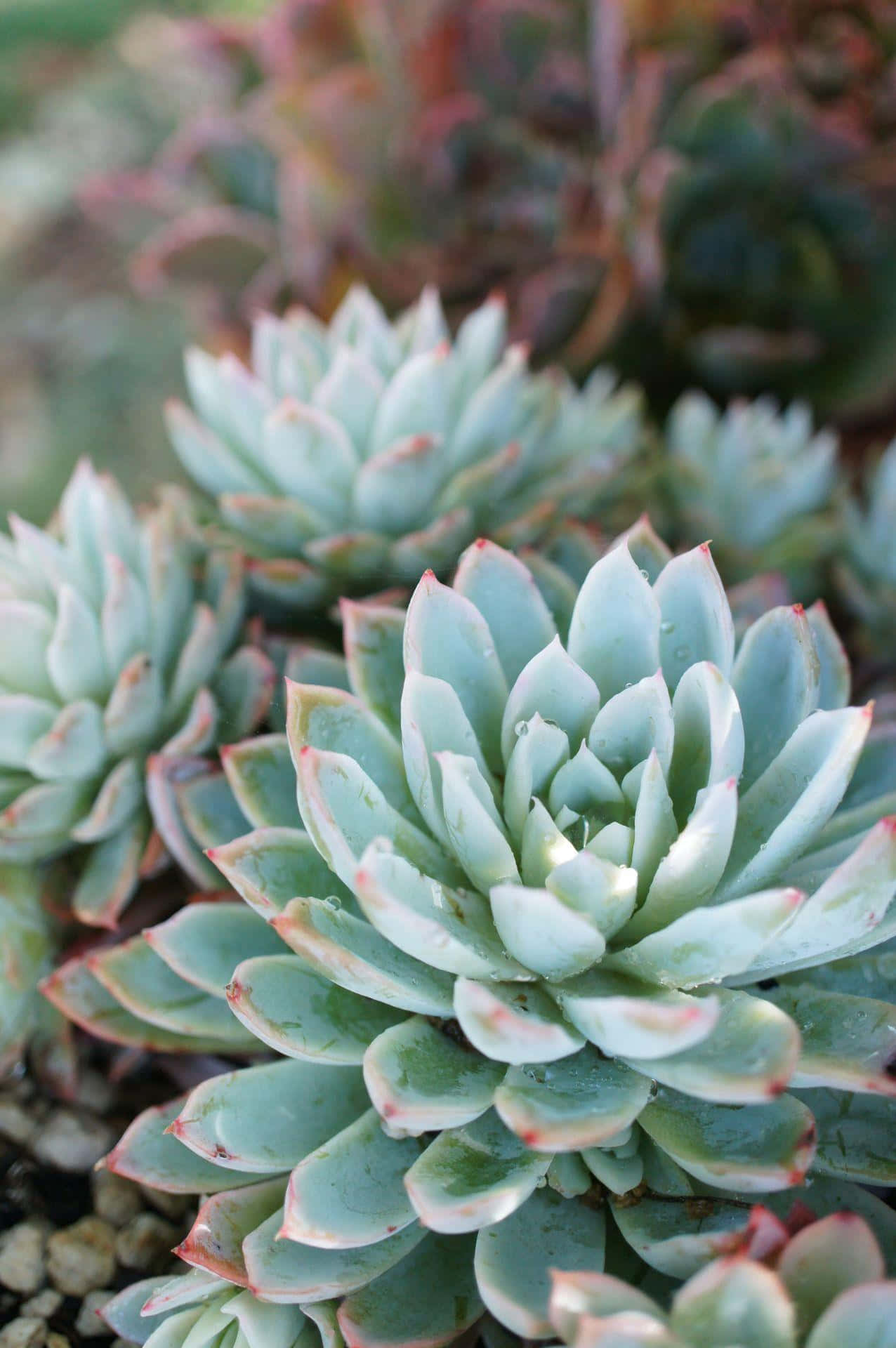 Big Green Succulent Iphone Background