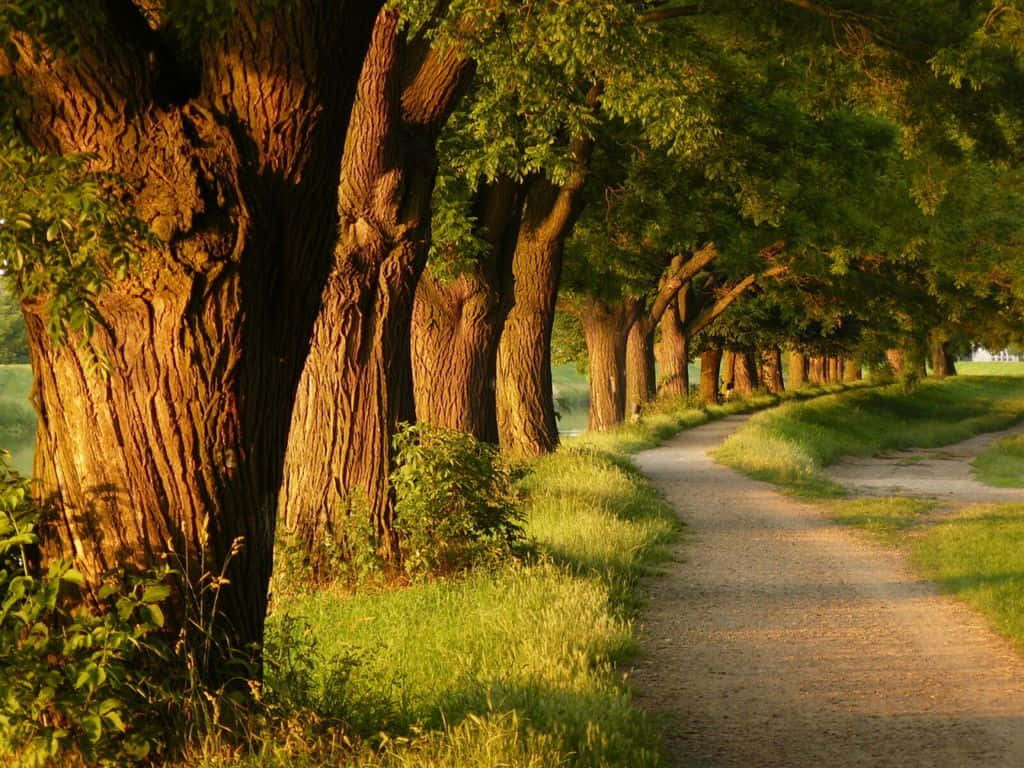 Big Green Trees Side Road Alley Background