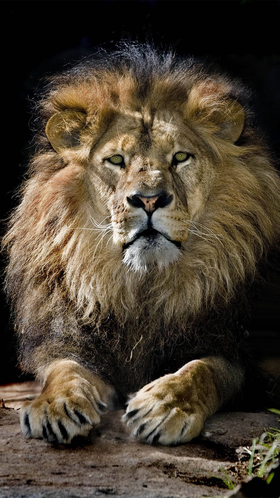 Big Head Lion Iphone Background