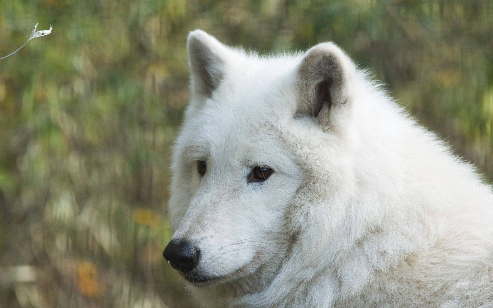Big Hudson White Wolf