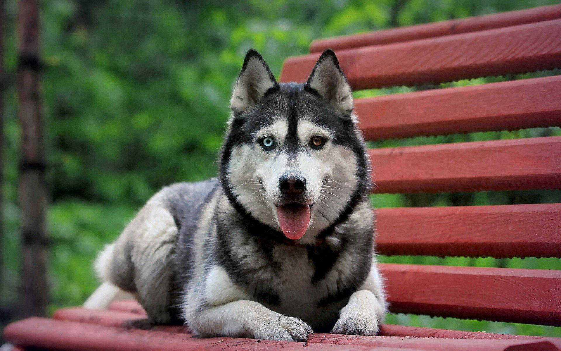 Big Husky Dog Background