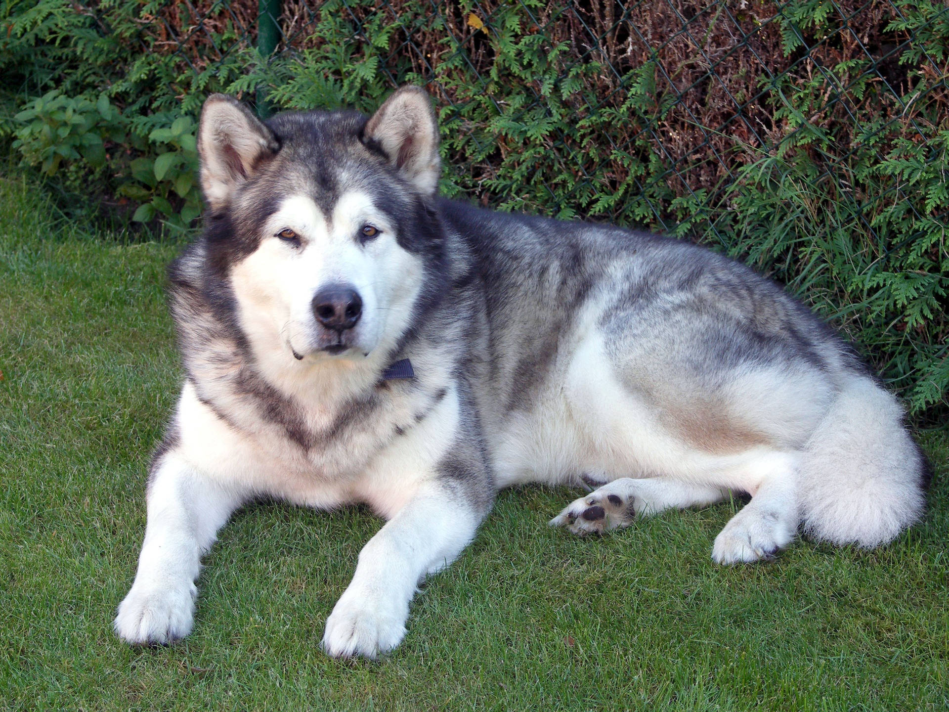 Big Husky Dog Background