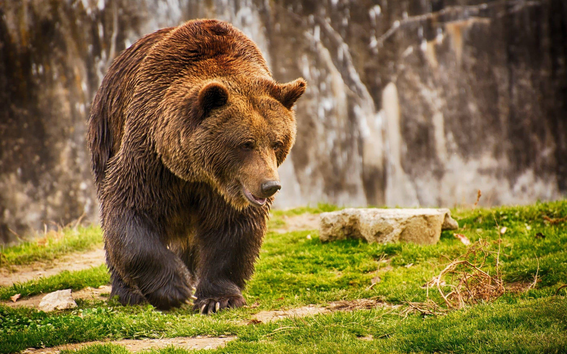 Big Kodiak Bear Walking Background