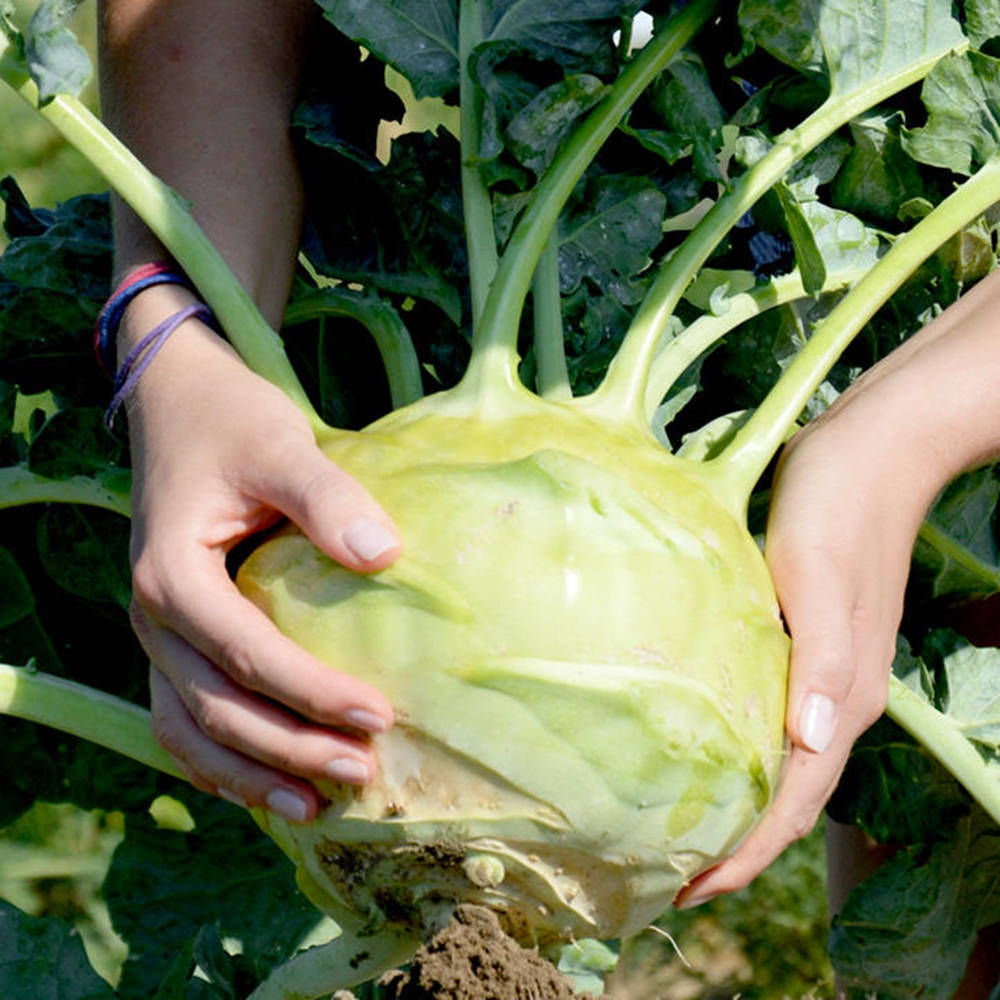 Big Kohlrabi Vegetable