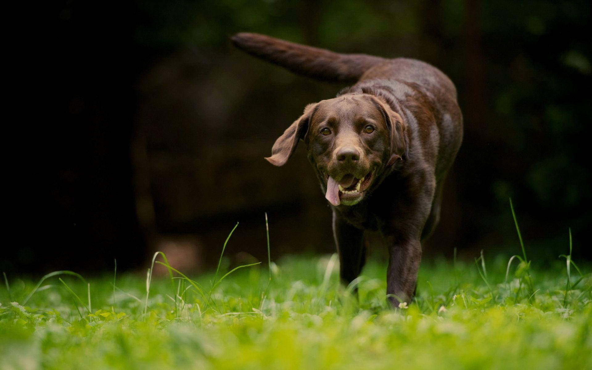 Big Labrador Dog Background