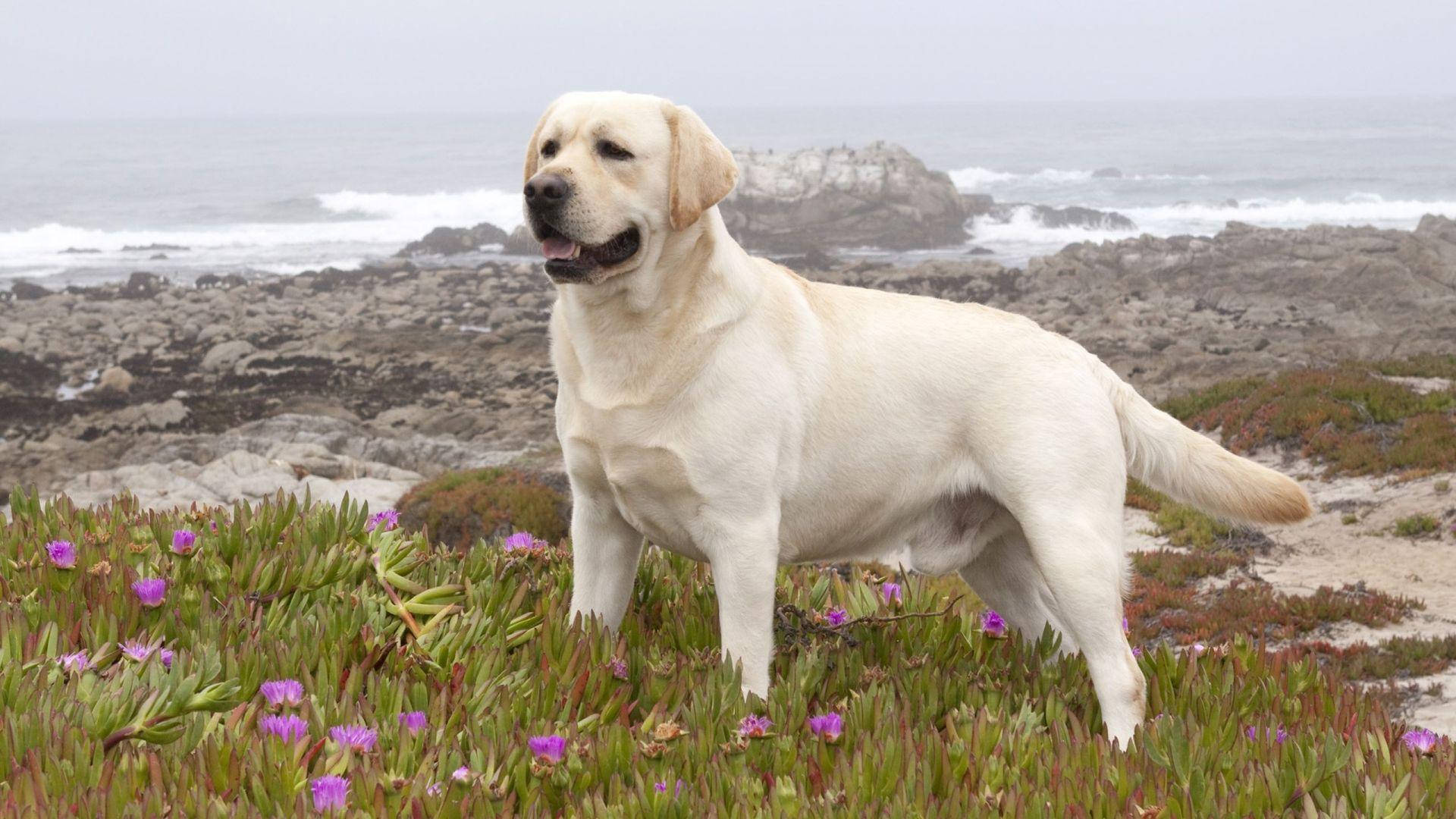 Big Labrador Dog Background