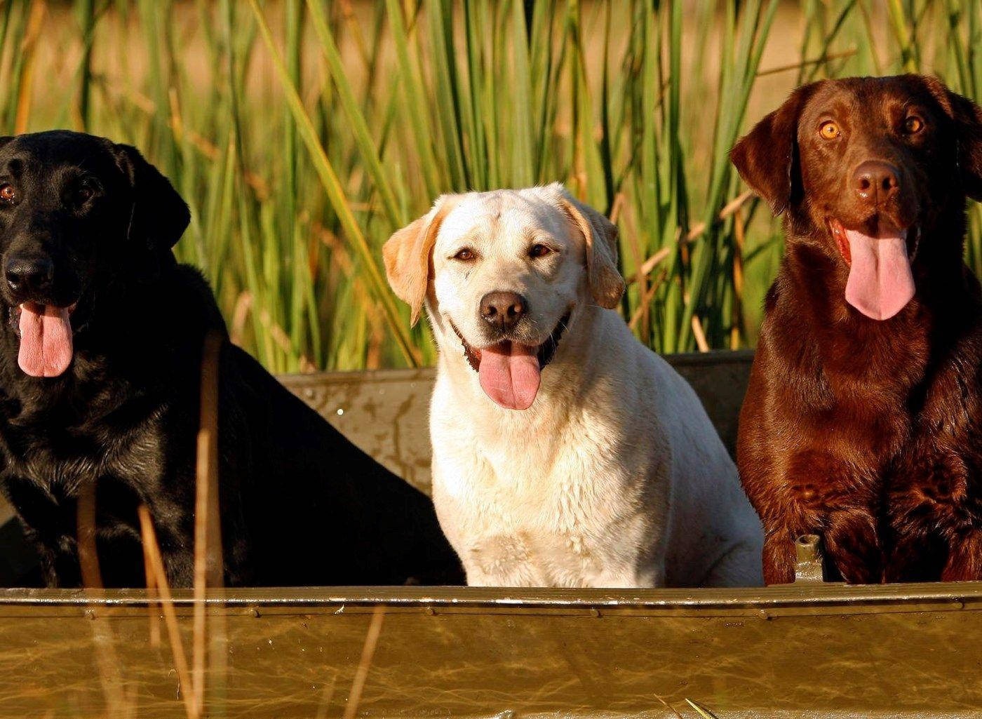 Big Labrador Dogs Background