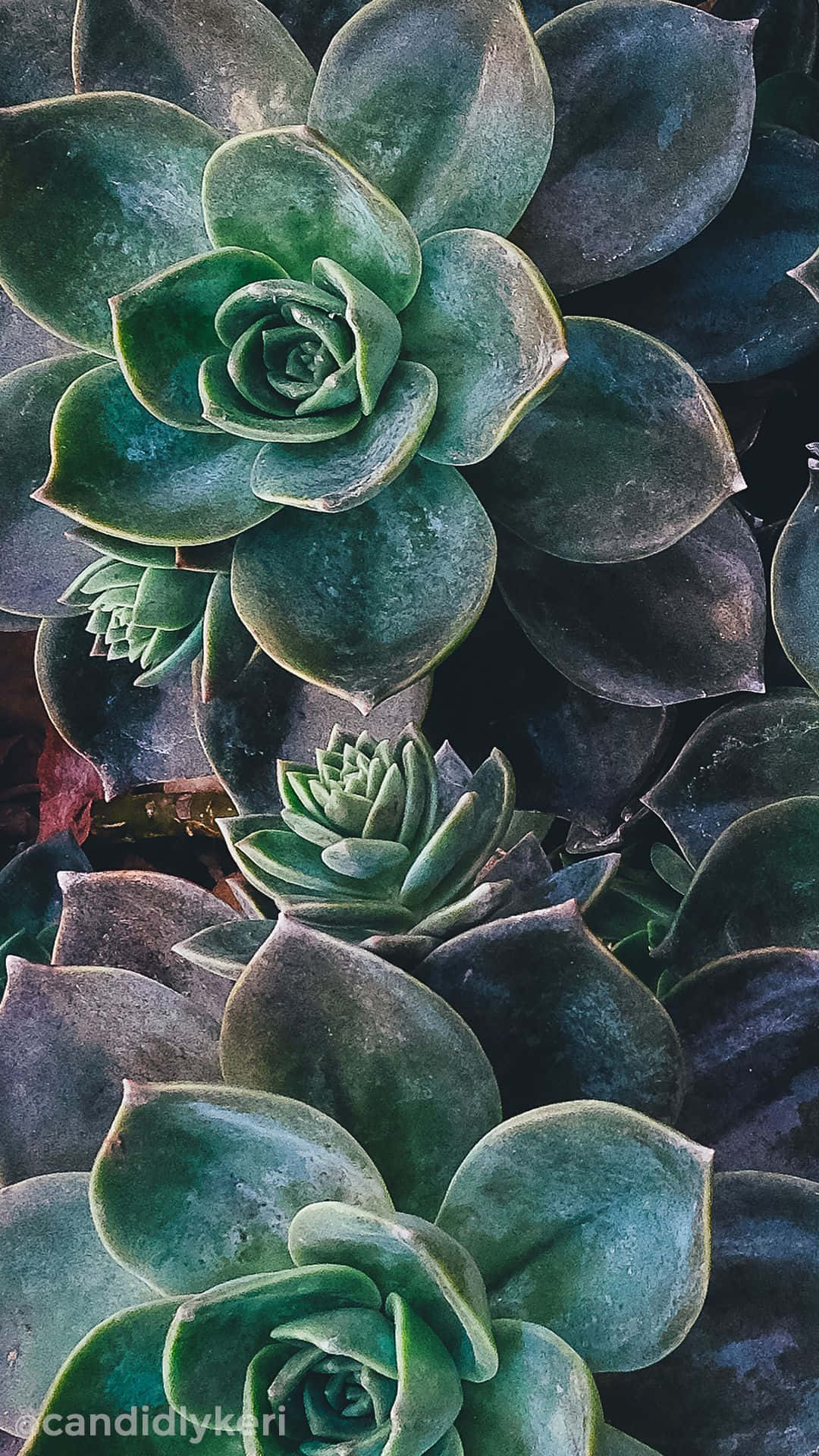 Big Leaves Of Succulent Iphone