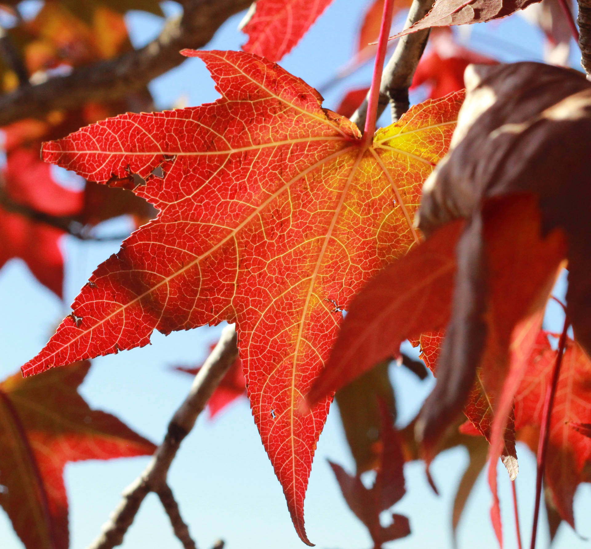 Big Maples Leaves