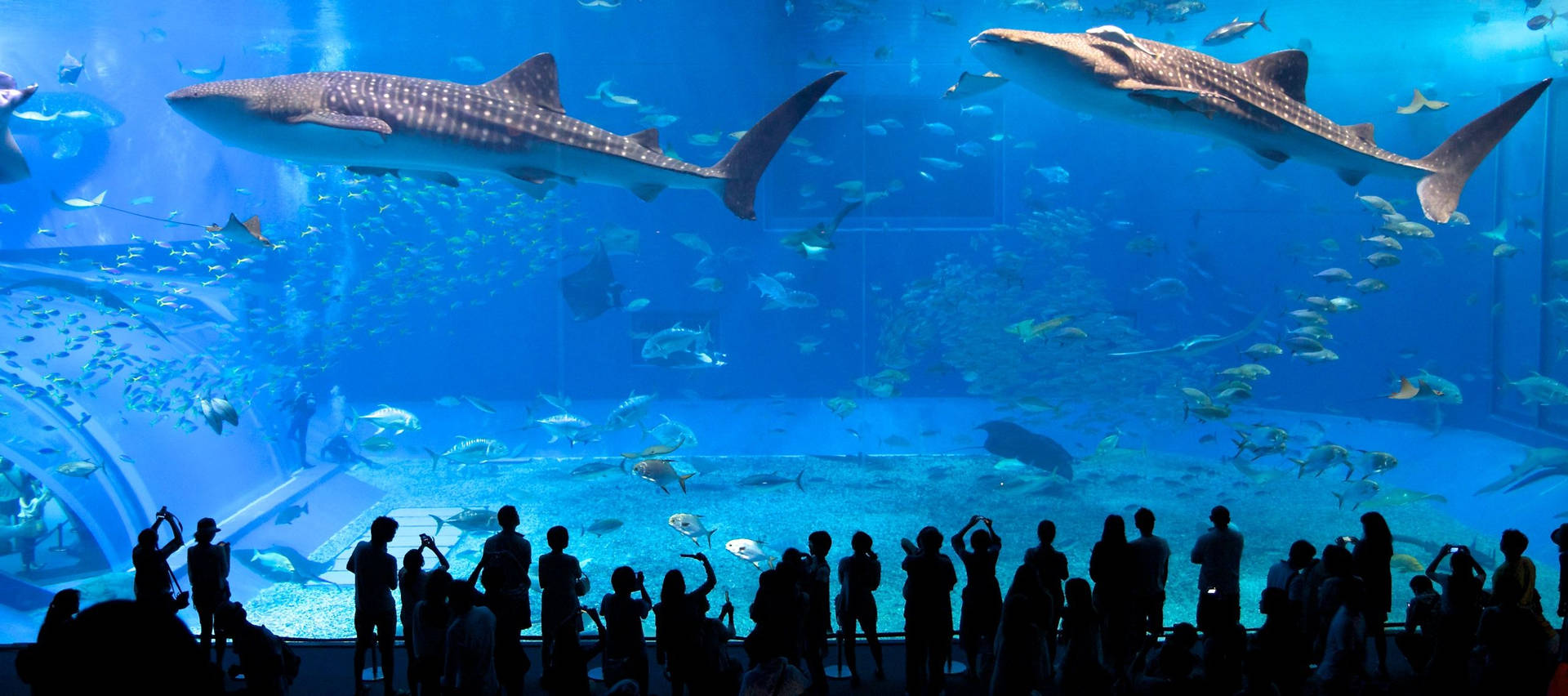 Big Marine Whales In Aquarium Background