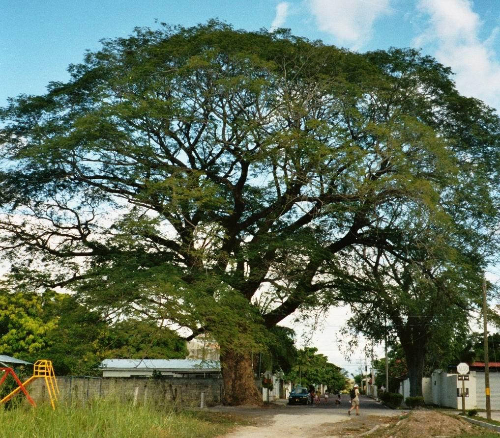 Big Old Tree Liberia Background