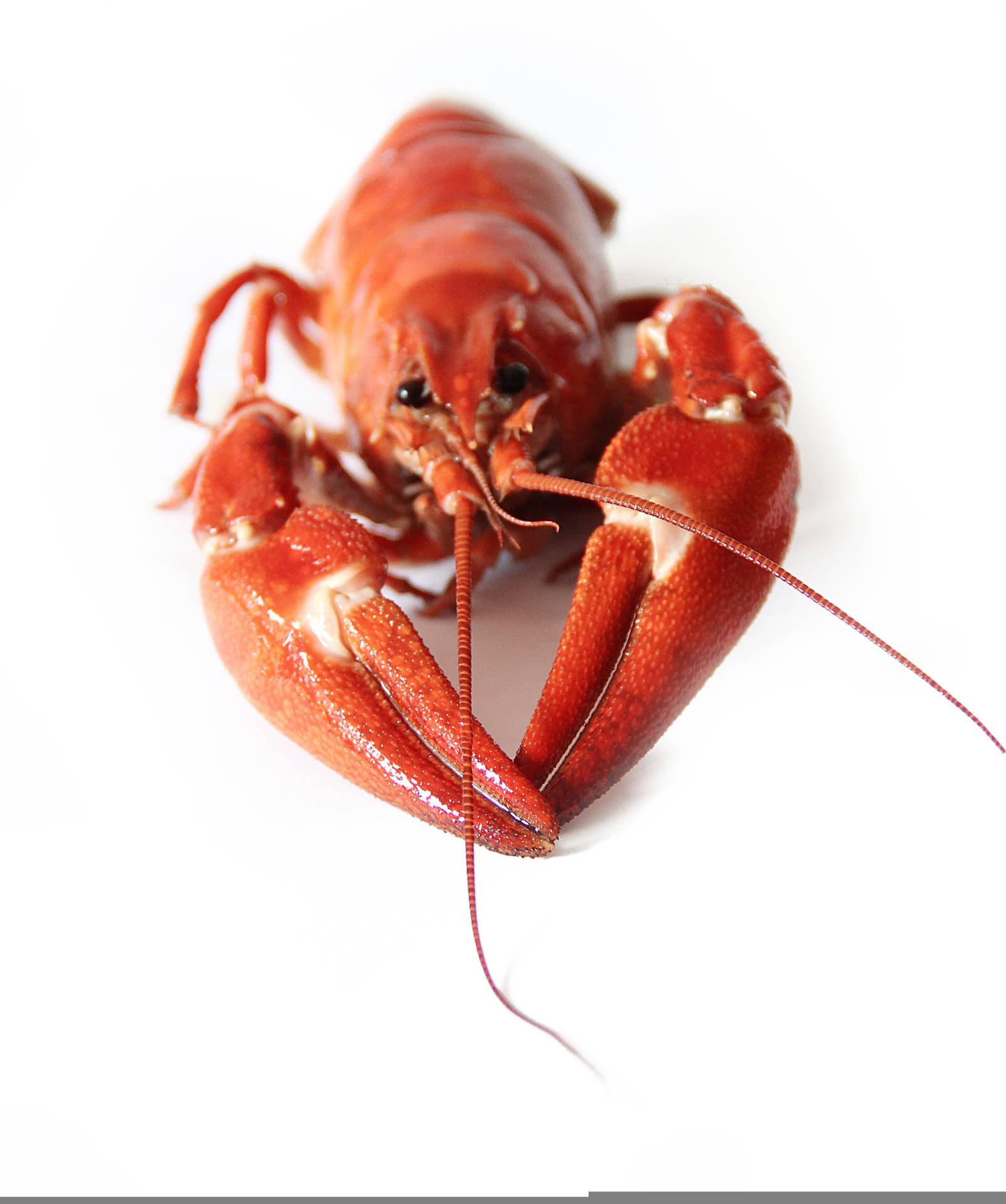 Big Pincered Red Crayfish Background