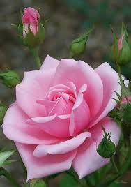 Big Pink Rose Flower