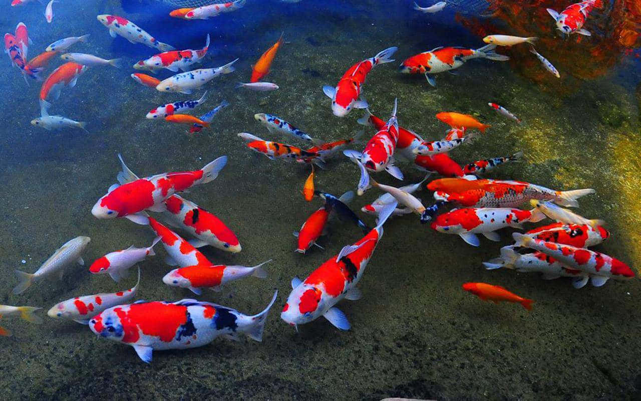 Big Pond With Live Koi Fish Background