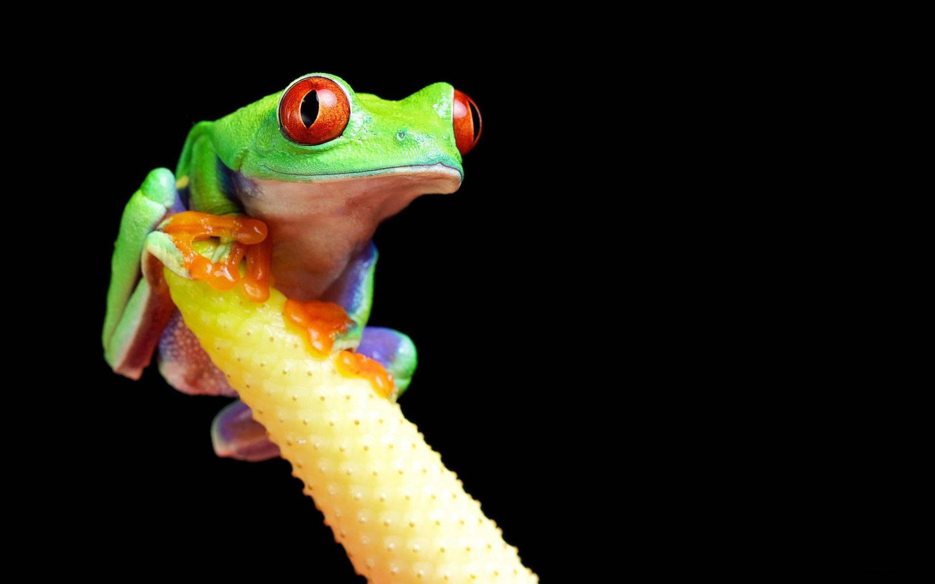 Big Red-eyed Green Frog