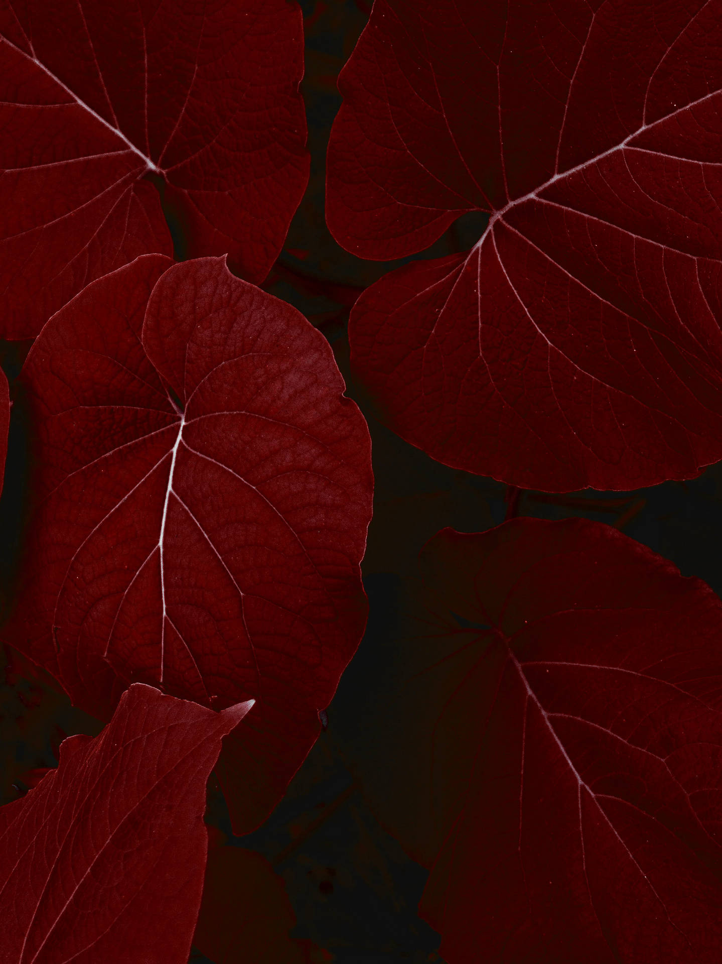 Big Red Leaves Iphone X Nature Background