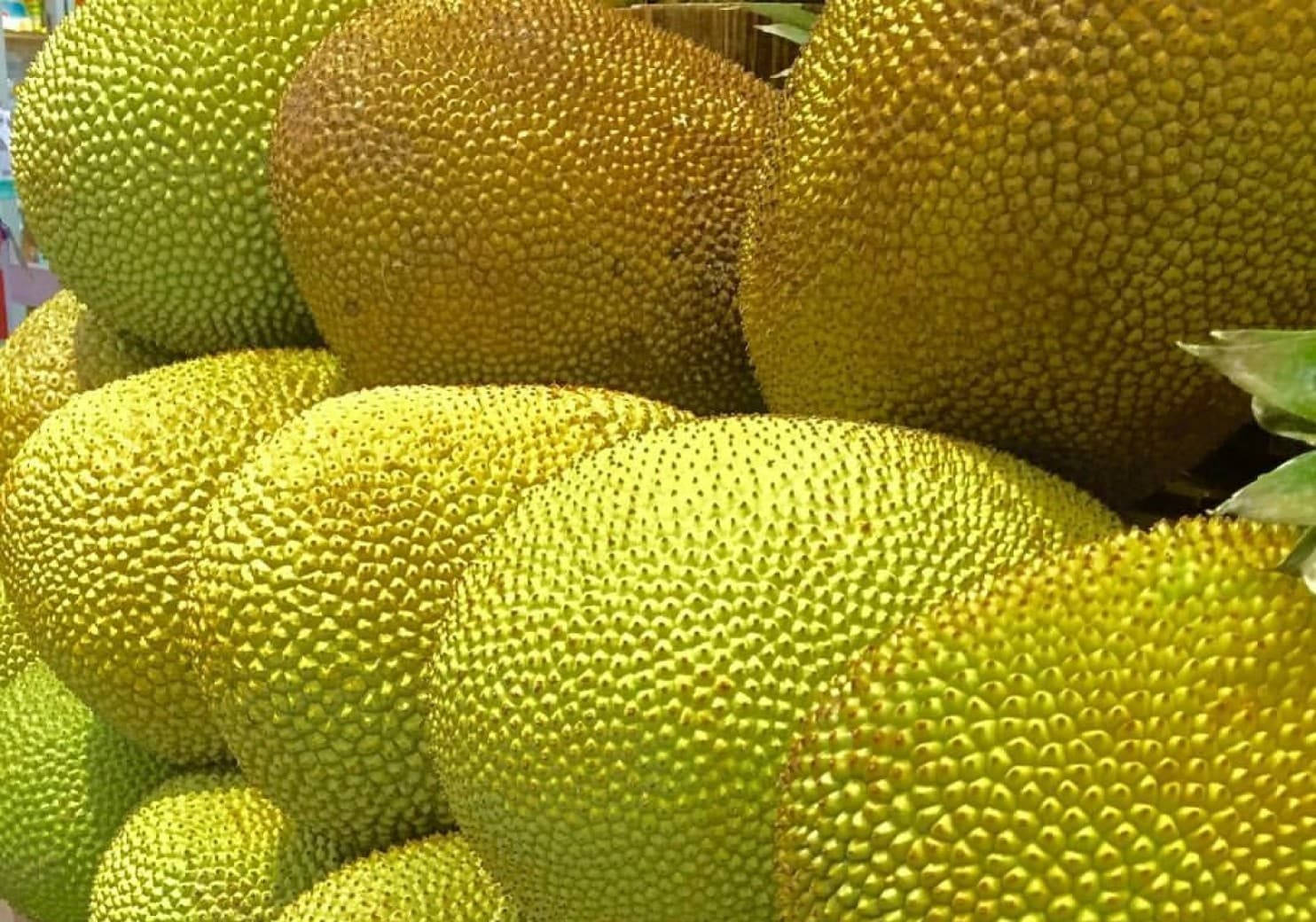 Big Ripe Jackfruits Background