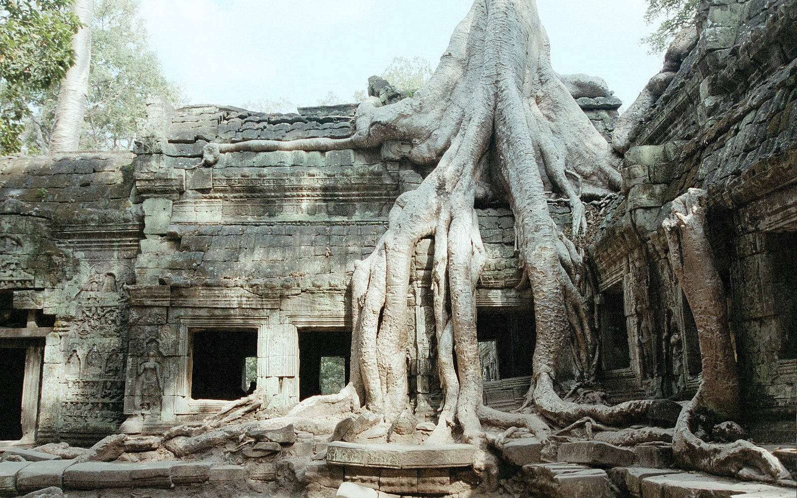 Big Root In Temple Cambodia Background