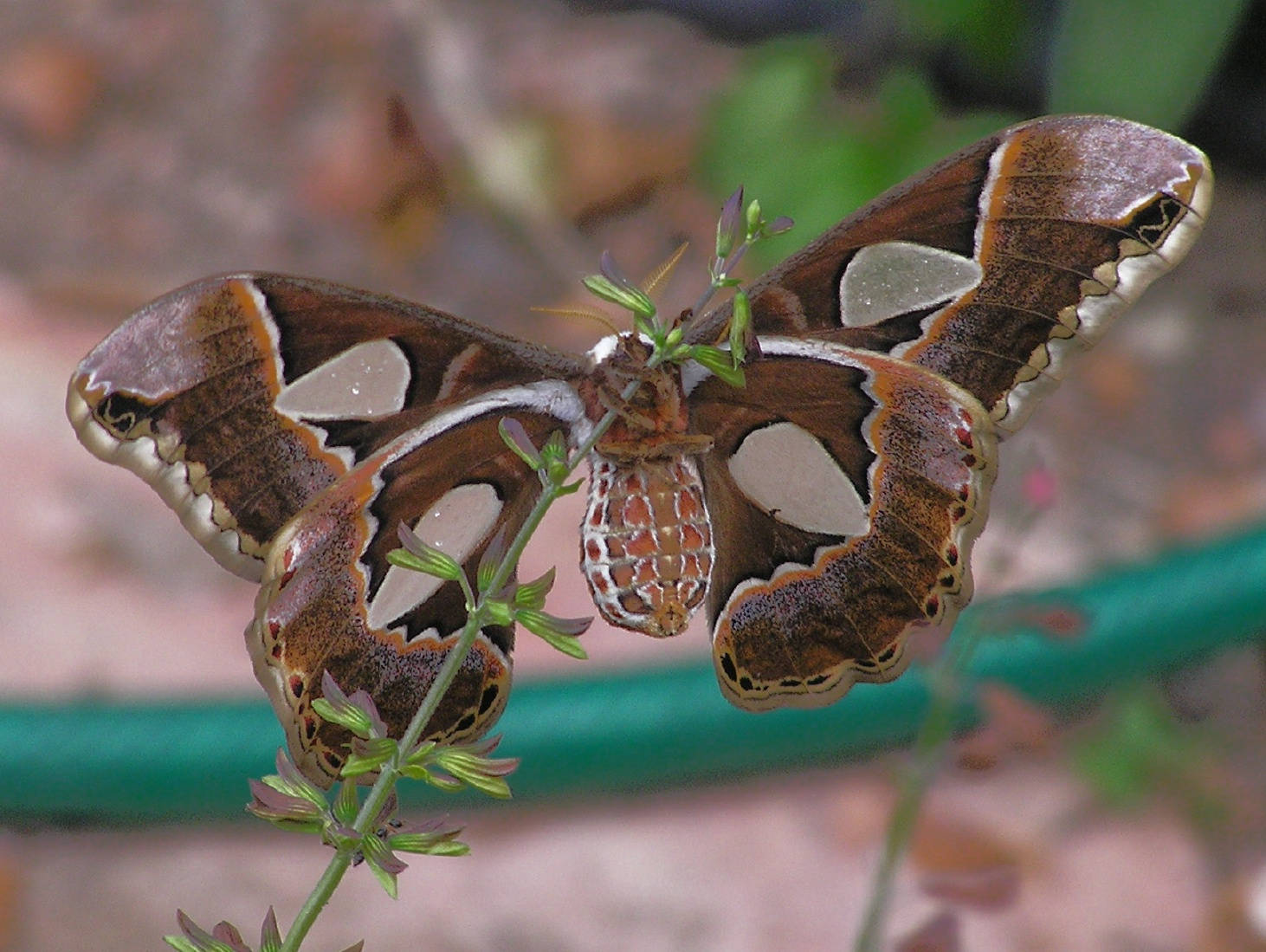 Big Rothschildia Orizaba Silkmoth Insect Background