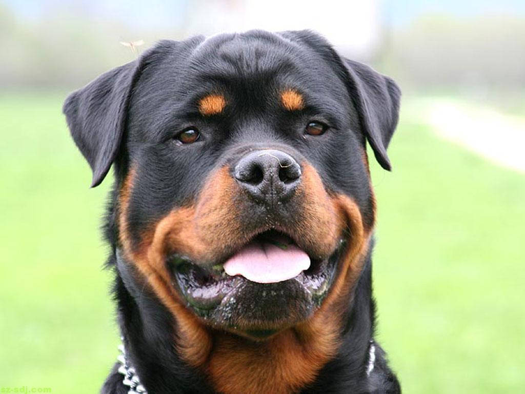 Big Rottweiler Dog