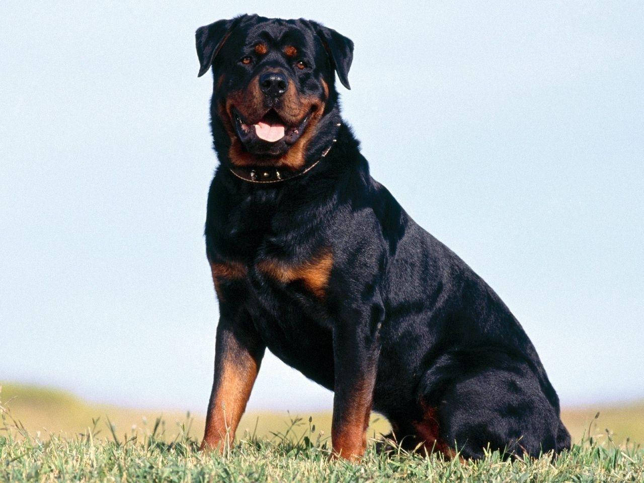 Big Rottweiler Dog Background