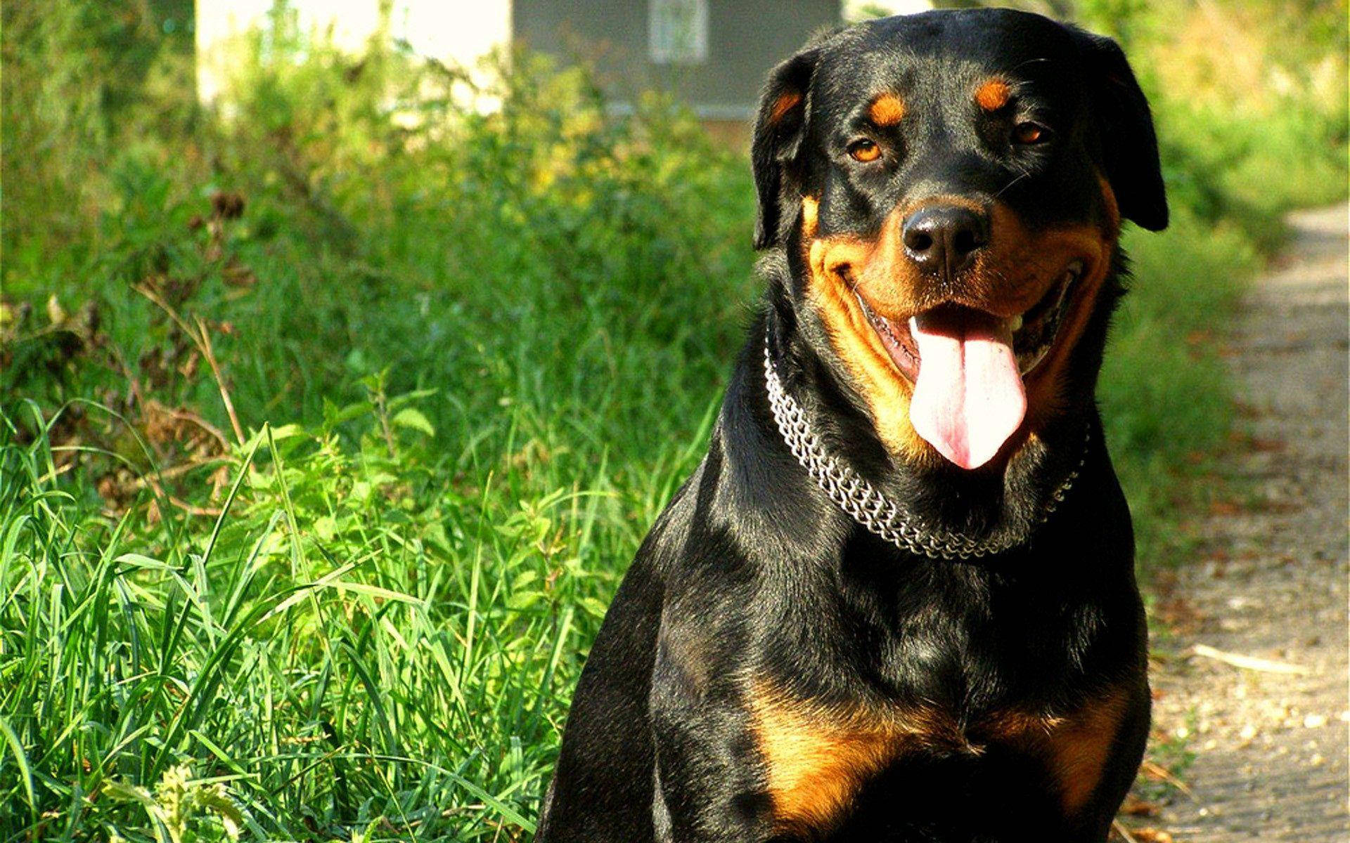 Big Rottweiler Dog Background