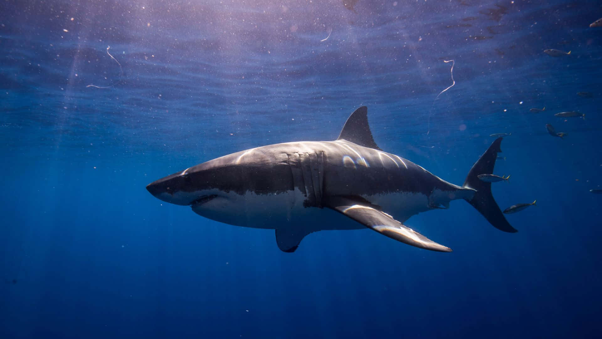 Big Scary Black Shark Background