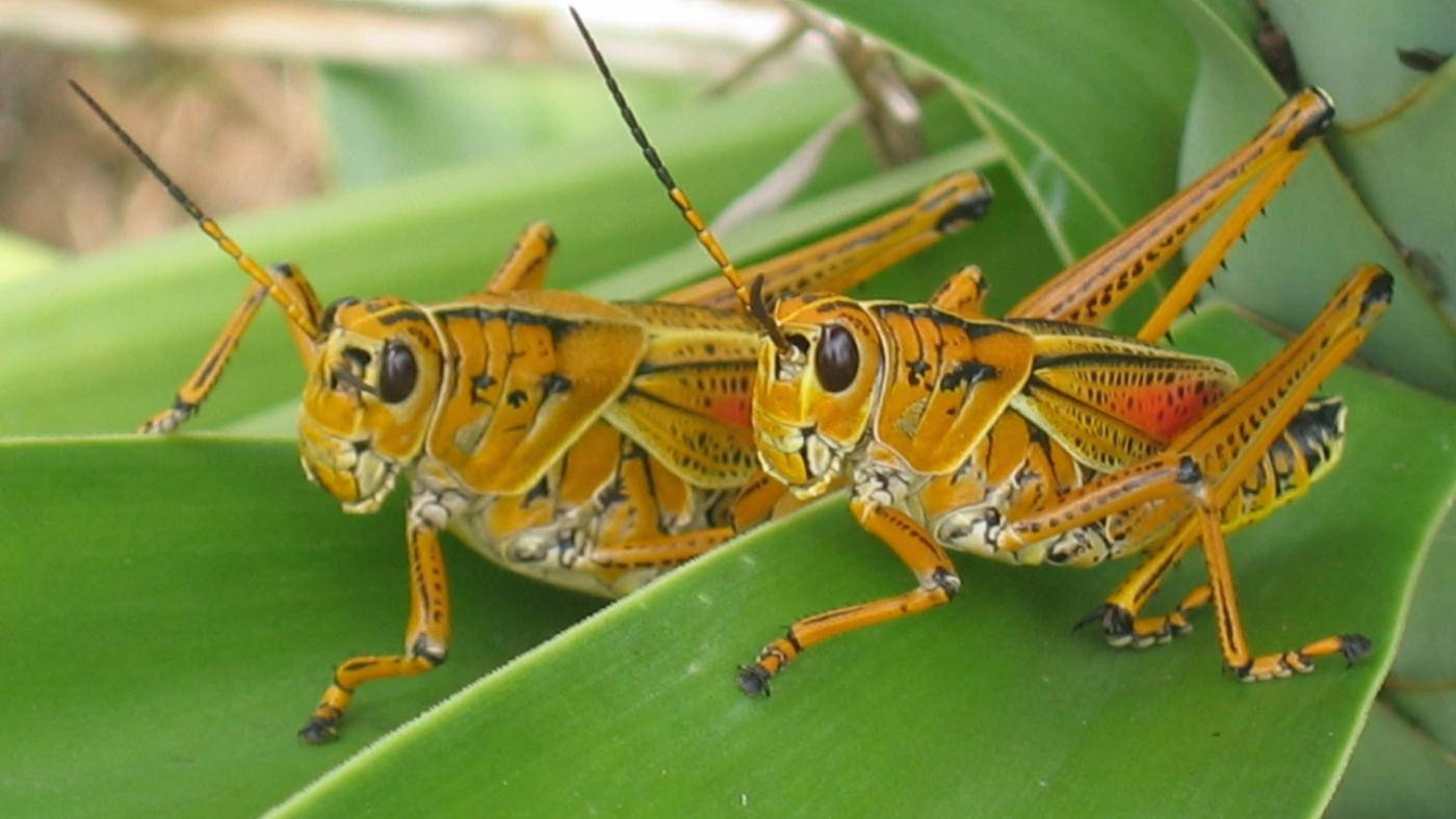 Big Small Brown Grasshopper Background