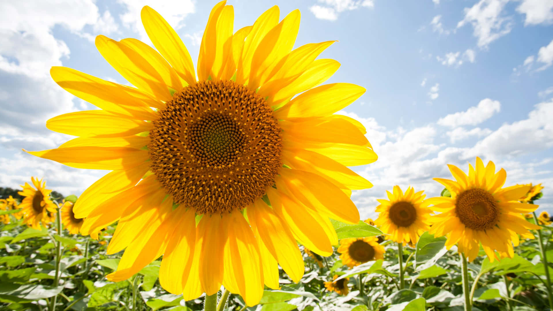 Big Sunflower Yellow Aesthetic Flower Desktop